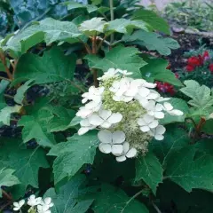 HYDRANGEA quercifolia 'Sike's Dwarf' - Hortensia à feuilles de chêne