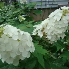 HYDRANGEA quercifolia 'Snow Queen'® - Hortensia à feuilles de chêne