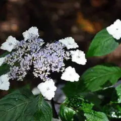 HYDRANGEA serrata 'Intermedia' - Hortensia