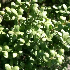 ILEX crenata 'Caroline Upright' - Houx crenelé