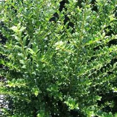 ILEX crenata 'Caroline Upright' - Houx crenelé