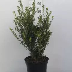 ILEX crenata 'Caroline Upright' - Houx crenelé