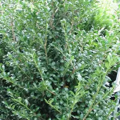 ILEX crenata 'Dark Green'® - Houx crénelé 'Dark Green'®