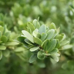 ILEX crenata 'Green Lustre' - Houx crénelé 'Dark Star'