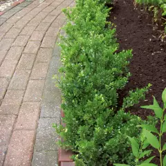 ILEX crenata 'Green Lustre' - Houx crénelé 'Dark Star'