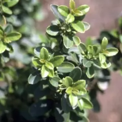 ILEX crenata 'Glory Gem' - Houx crénelé