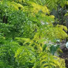 GLEDITSIA triacanthos - Févier d'Amérique sans épines doré 'Sunburst'.