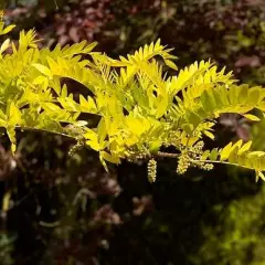 GLEDITSIA triacanthos - Févier d'Amérique sans épines doré 'Sunburst'.