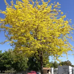 GLEDITSIA triacanthos - Févier d'Amérique sans épines doré 'Sunburst'.