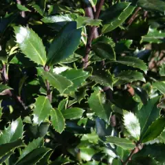 ILEX meserveae 'Heckenpracht'® - Houx 'Heckenpracht'®