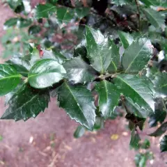 ILEX meserveae 'Heckenpracht'® - Houx 'Heckenpracht'®