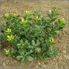 ILEX meserveae 'Heckenpracht'® - Houx 'Heckenpracht'®