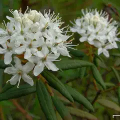 LEDUM groenlandicum 'Helma' - Thé du Labrador