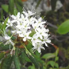 LEDUM groenlandicum 'Helma' - Thé du Labrador