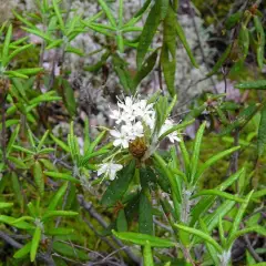 LEDUM groenlandicum 'Helma' - Thé du Labrador