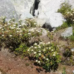 LEDUM groenlandicum 'Helma' - Thé du Labrador