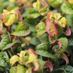 LEUCOTHOE axillaris 'Curly Red'®