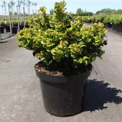 LEUCOTHOE axillaris 'Curly Red'®