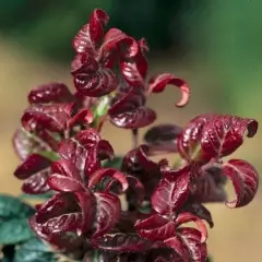 LEUCOTHOE axillaris 'Curly Red'®