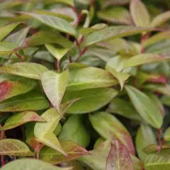 LEUCOTHOE 'Lovita'® - Arbuste nain au feuillage persistant