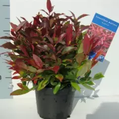 LEUCOTHOE 'Lovita'® - Arbuste nain au feuillage persistant