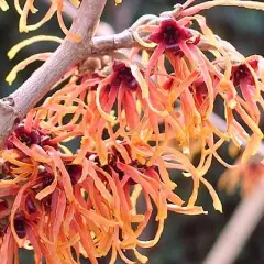 HAMAMELIS intermedia 'Feuerzauber' - Noisetier de sorcière 'Feuerzauber'