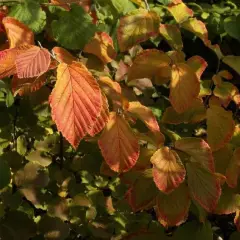 HAMAMELIS intermedia 'Feuerzauber' - Noisetier de sorcière 'Feuerzauber'