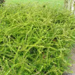 LONICERA nitida 'Hohenheimer Findling' - Chèvrefeuille arbustif