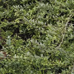 LONICERA nitida 'Lemon Beauty' - Chèvrefeuille arbustif