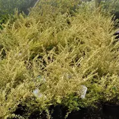 LONICERA nitida 'Lemon Beauty'