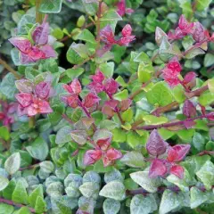 LONICERA nitida 'Red Tips' - Chèvrefeuille à feuilles de buis