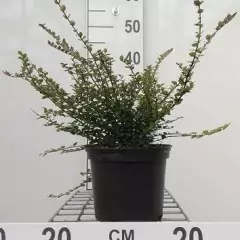 LONICERA nitida 'Red Tips'