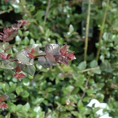 LONICERA nitida 'Red Tips'