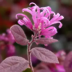 LOROPETALUM chinense 'Fire Dance'