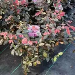 LOROPETALUM chinense 'Fire Dance'