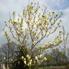 MAGNOLIA denudata 'Yellow River' - Magnolia jaune