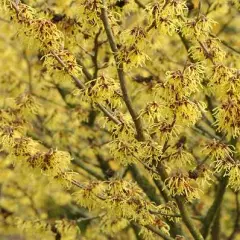 HAMAMELIS intermedia 'Arnold Promise' - Noisetier de sorcière 'Arnold Promise'