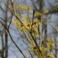 HAMAMELIS intermedia 'Arnold Promise' - Noisetier de sorcière 'Arnold Promise'