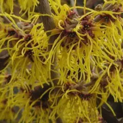 HAMAMELIS intermedia 'Barmstedt Gold' - Noisetier de sorcière 'Barmstedt Gold'