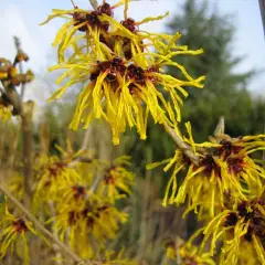 HAMAMELIS intermedia 'Barmstedt Gold' - Noisetier de sorcière 'Barmstedt Gold'