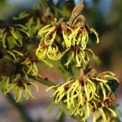 HAMAMELIS intermedia 'Westerstede'