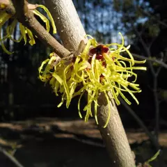 HAMAMELIS intermedia 'Westerstede'