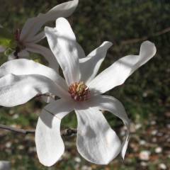 MAGNOLIA loebneri 'Merrill' - Magnolia à fleur étoile blanche