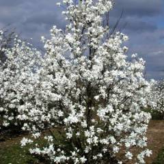 MAGNOLIA loebneri 'Merrill' - Magnolia à fleur étoile blanche