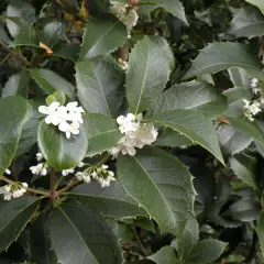 OSMANTHUS fortunei - Osmanthe aquifolium 'Latifolius'