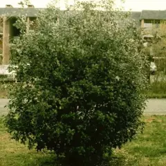 OSMANTHUS fortunei - Osmanthe aquifolium 'Latifolius'