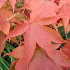 Érable du Japon 'Osakazuki' - Acer palmatum 'Osakazuki', érable japonais