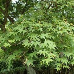 ACER palmatum 'Osakazuki' - Erable de japon