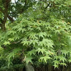 Érable du Japon 'Osakazuki' - Acer palmatum 'Osakazuki', érable japonais