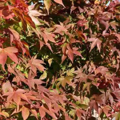 Érable du Japon 'Osakazuki' - Acer palmatum 'Osakazuki', érable japonais